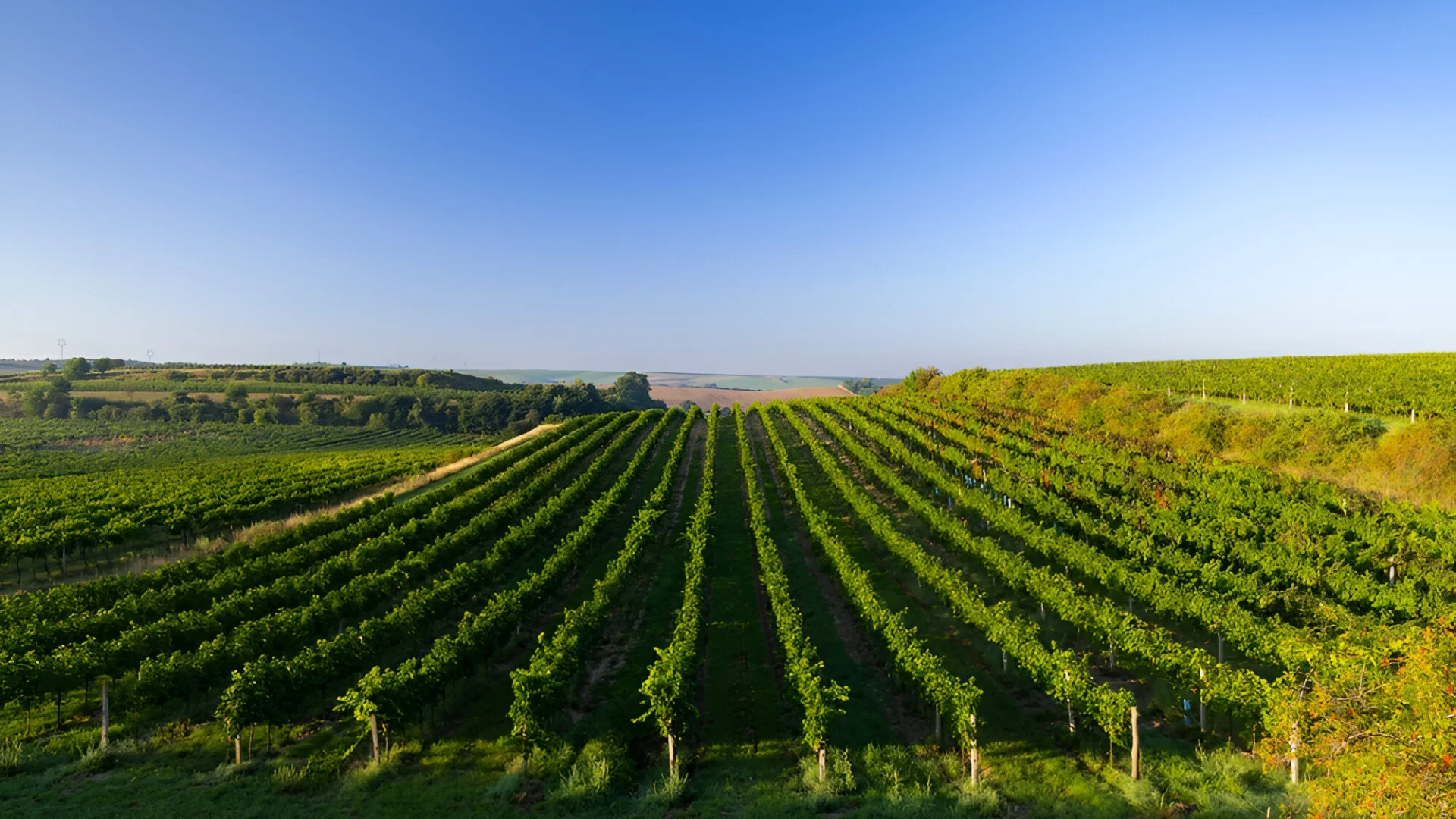 Domaine De La Tourette Viticulteur Maisdon Sur Sevre Des Bouteilles Soigneusement Selectionnees