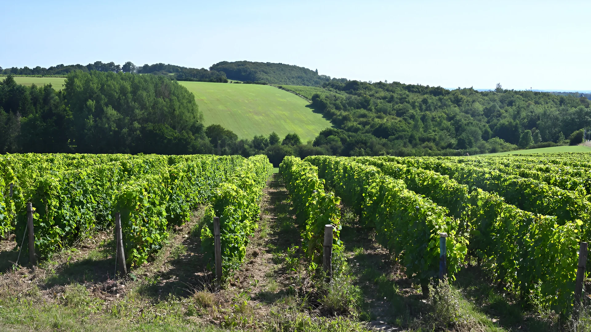 Domaine De La Tourette Viticulteur Maisdon Sur Sevre Produits Avec Passion Pour Enrichir Vos Moments De Plaisir